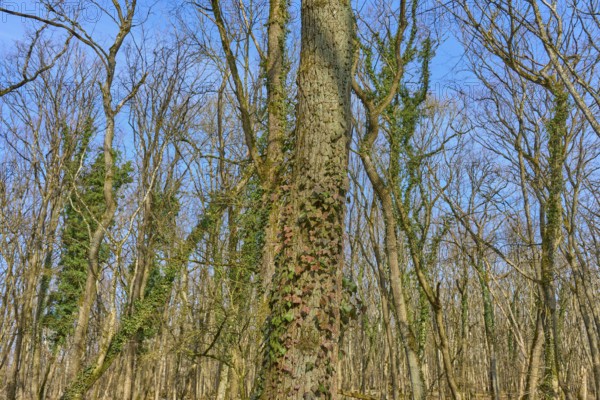 A tree trunk overgrown with ivy in front of a clear blue sky, Sodenberg, Hammelburg, Rhön, Bavaria,