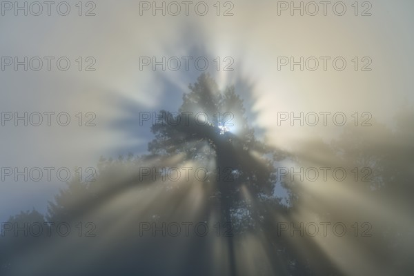 Mystical rays of light break through the fog and gently illuminate the branches of a tree,
