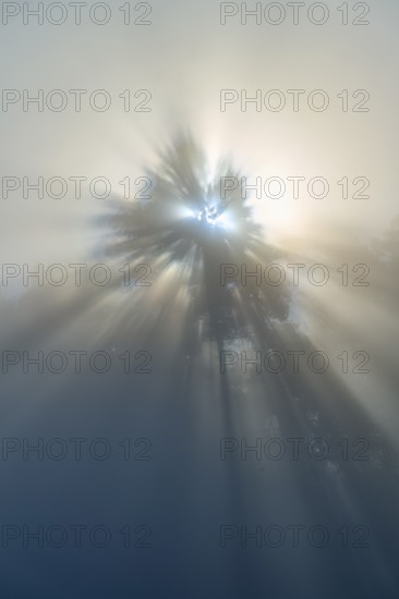 Gentle rays of light break through the fog and illuminate a tree in nature, Mönchberg, Miltenberg,