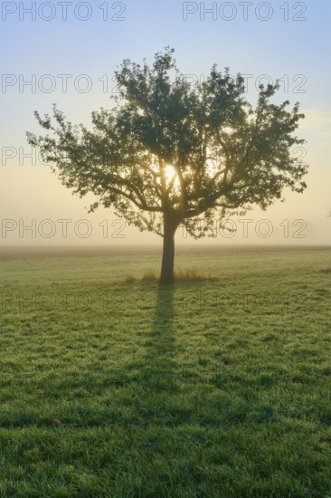 An apple tree in the centre of a foggy meadow, the sunlight breaks through, Mönchberg, Miltenberg,