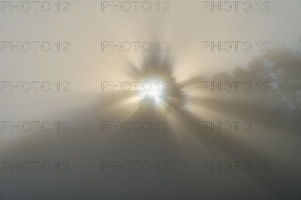 Mystical rays of light break through the fog and create a calming atmosphere, Mönchberg,