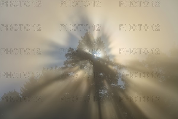 Rays of light shine through the branches of a tree and illuminate the fog in the natural scenery,