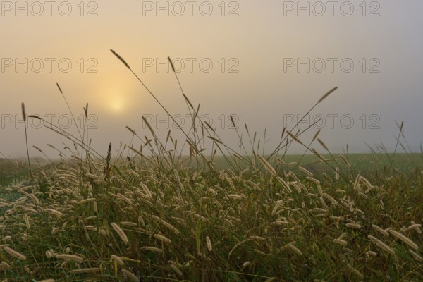 Foggy morning with sunrise over a field full of grasses, creates a calm atmosphere, Mönchberg,