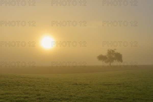 Golden morning light over a field with an apple tree in the fog, conveys tranquillity, Mönchberg,