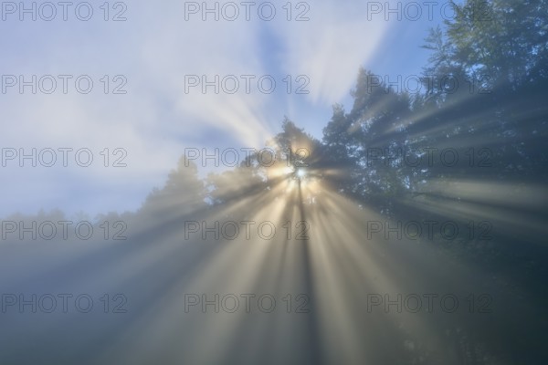 Sunbeams penetrate the trees in a misty forest under a blue sky, Mönchberg, Miltenberg, Spessart,