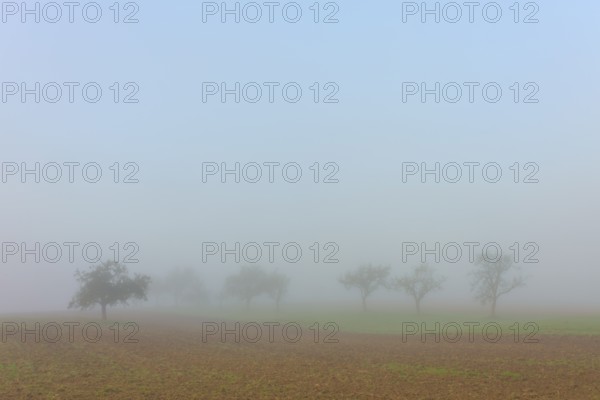 Misty trees in a field, blurred contours create autumnal tranquillity, Mönchberg, Miltenberg,