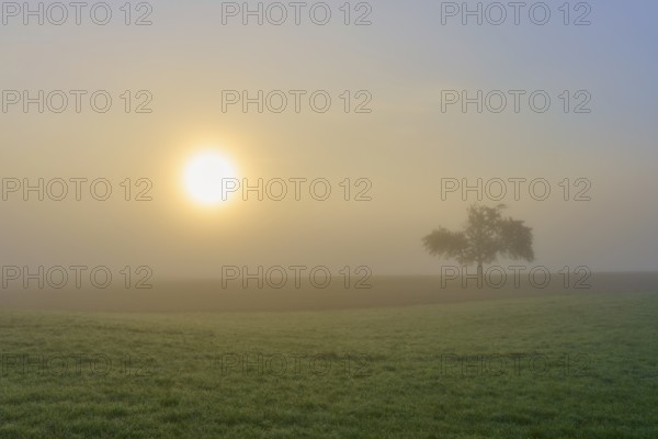 Sunrise behind a lonely apple tree in the fog on a field, creates a calm atmosphere, Mönchberg,