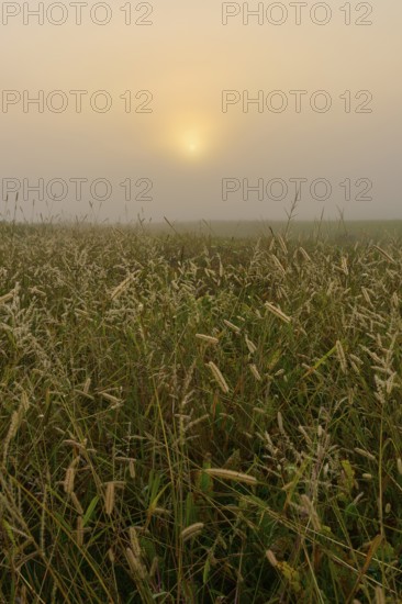 Sunrise in the fog over a field full of grasses, a calm and atmospheric scenery, Mönchberg,