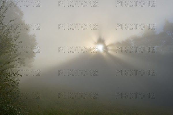 A sunrise brings calming rays of light that fall gently through the misty forest, Mönchberg,