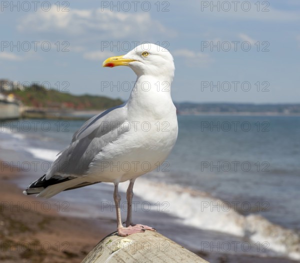 European Herring Gull, Larus argentatus, standing on sea wall above beach, Dawlish, south Devon,