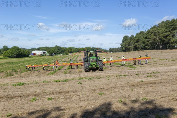 Team of foreign workers harvesting asparagus crop loading onto boxes on tractor boom, Suffolk,