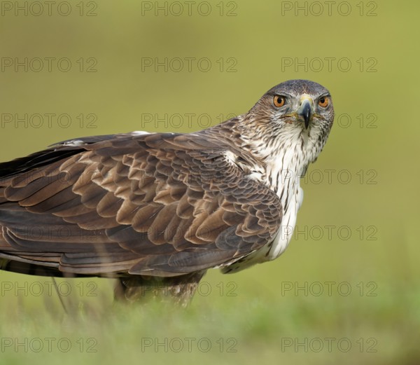 Bonelli's eagle (Aquila fasciata), portrait, Andalusia Spain