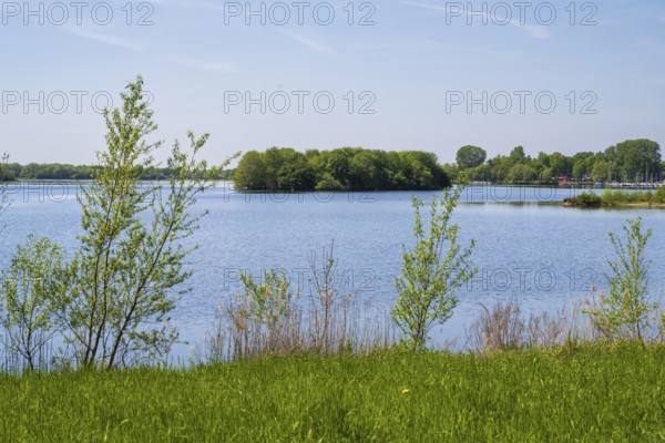 Shrubs on the shore of the Lippesee, reservoir, Sande, Paderborn, Westphalia, North