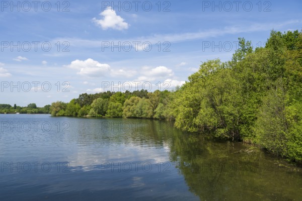 Trees on the shore of the Lippesee, reservoir, Sande, Paderborn, Westphalia, North