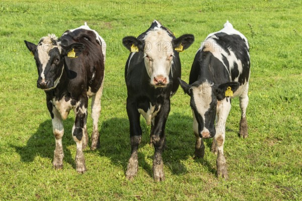 Young black and white lowland cattle on pasture in Ystad municipality, Skåne county, Sweden,