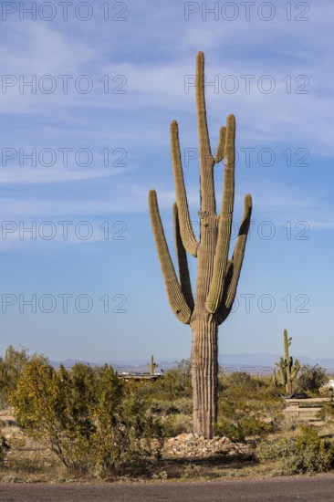 Saguaro (Carnegiea gigantea) cacti at the White Tank Mountain Regional Park in Phoenix, Arizona,