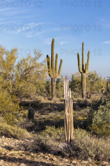Healthy and dead Saguaro (Carnegiea gigantea) cacti at the White Tank Mountain Regional Park in