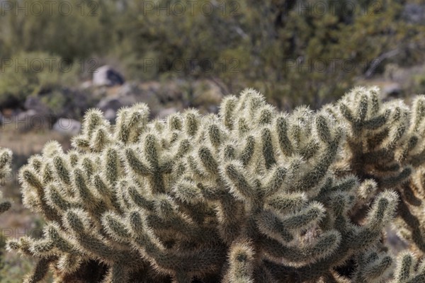 Closeup of a teddy bear cholla (Cylindropuntia bigelovii) cactus at the White Tank Mountain