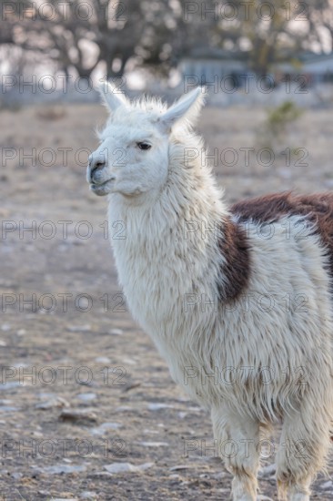 Domesticated alpaca livestock helps to protect goats from predators on a ranch in Sonora, Texas,