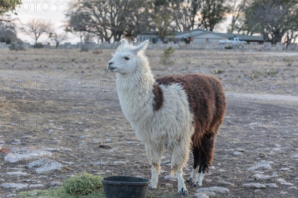 Domesticated alpaca livestock helps to protect goats from predators on a ranch in Sonora, Texas,