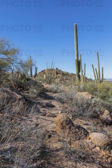 Saguaro and ocotillo cacti along a trail at the Organ Pipe Cactus National Monument in southern