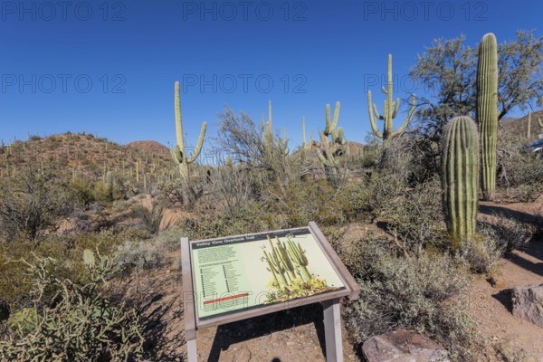 Sign along the Valley View Overlook Trail informs visitors of the plants and animals at the Organ