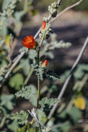 Close up of a budding desert globe mallow (Sphaeralcea ambigua) plant at the White Tank Mountain
