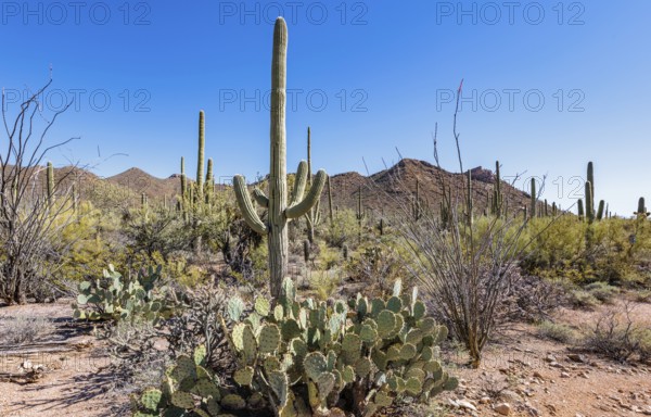 Saguaro and ocotillo cacti along a trail at the Organ Pipe Cactus National Monument in southern