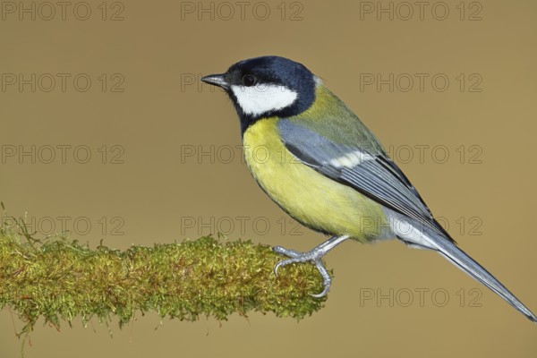 Great tit (Parus major), sitting on moss-covered dead wood, Wilnsdorf, North Rhine-Westphalia,