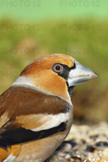 Hawfinch (Coccothraustes coccothraustes), male, animal portrait, North Rhine-Westphalia, Germany