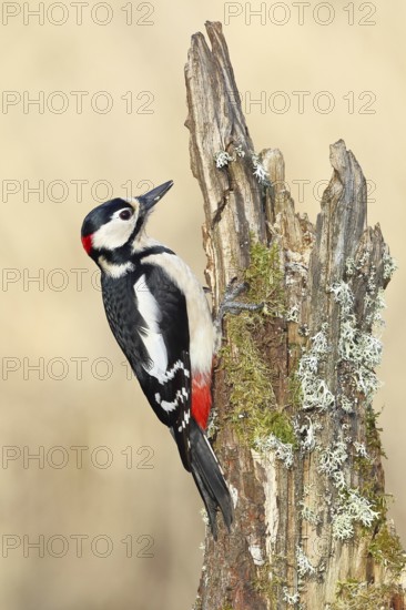 Great spotted woodpecker (Dendrocopos major), male, foraging on a tree stump overgrown with moss