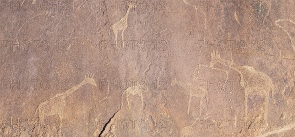 Detail, Depictions of animals on a rock slab, petroglyphs, rock engravings, Twyfelfontein, Kunene,