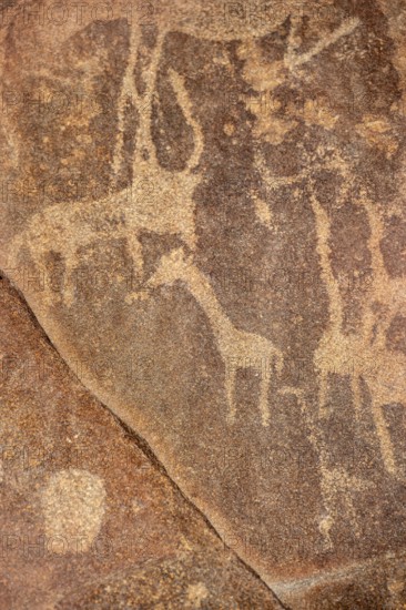 Detail, Depictions of animals on a rock slab, petroglyphs, rock engravings, Twyfelfontein, Kunene,