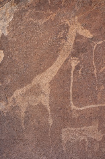 Detail, rock engraving of a giraffe, depictions of animals on a rock slab, lion slab, petroglyphs,