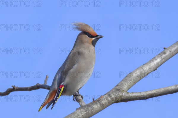 Waxwing (Bombycilla garrulus) sitting on a branch, wildlife, nature photography, migratory bird,