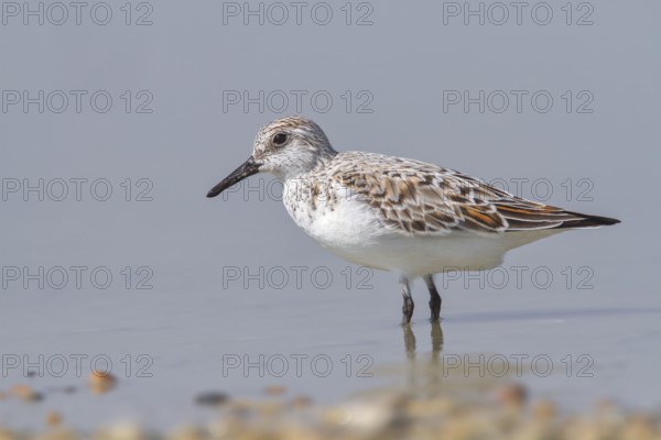 Sanderling (Calidris alba), standing in shallow water, wildlife, nature photography, wading bird,