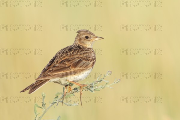 Skylark (Alauda arvensis) sitting in a meadow plant, wildlife, nature photography, migratory bird,