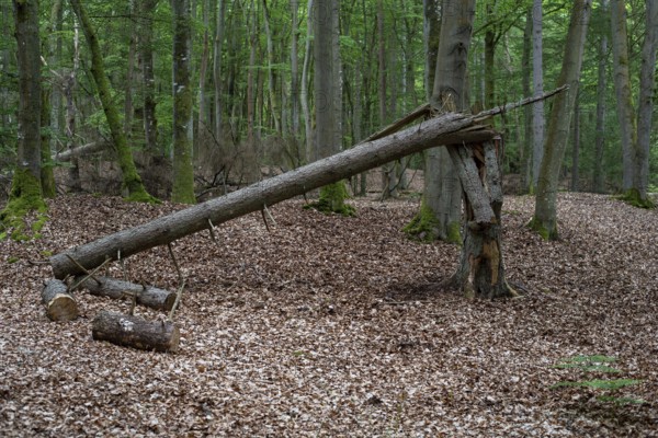 Deadwood in the wild beech forest of the Darß Forest, Prerow, Mecklenburg-Western Pomerania,
