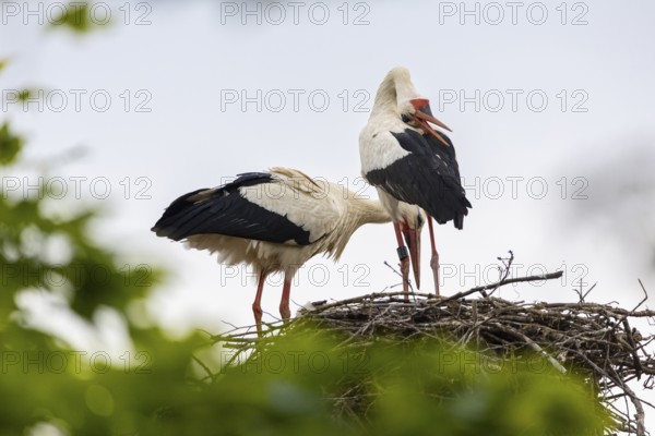 White stork (Ciconia ciconia) chattering, pair sitting in eyrie, birds, Affenberg Salem, Linzgau,