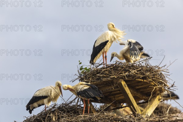 Group of white storks (Ciconia ciconia) on their nests, birds, Affenberg Salem, Linzgau,