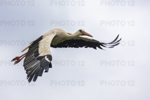 White stork (Ciconia ciconia) flying, birds, Affenberg Salem, Linzgau, Baden-Württemberg, Germany