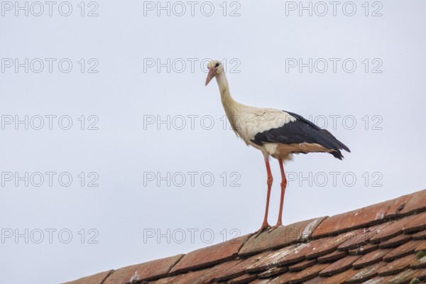 White stork (Ciconia ciconia) on roof rails, birds, Affenberg Salem, Linzgau, Baden-Württemberg,