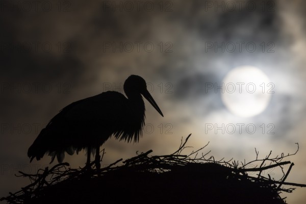 White stork (Ciconia ciconia) backlit on the nest, birds, sun, silhouette, Affenberg Salem,