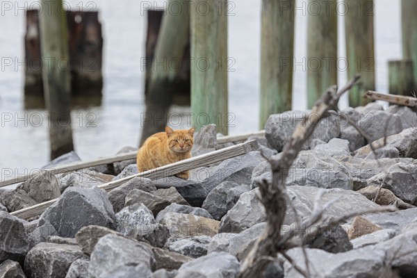Orange feral tabby cat lying on the rocky shoreline of a canal in Florida, USA