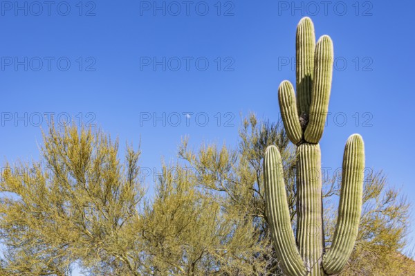 Moon in the sky next to a saguaro cactus at the Organ Pipe Cactus National Monument in southern