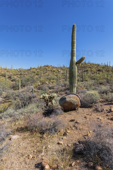 Saguaro and cholla cacti along a trail at the Organ Pipe Cactus National Monument in southern