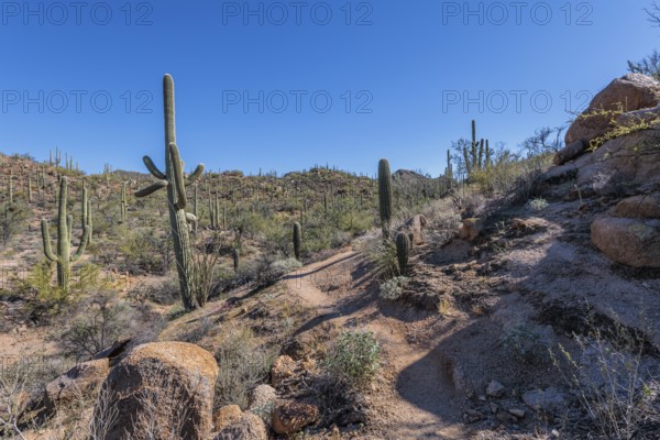 Hiking trail winding between saguaro cacti at the Organ Pipe Cactus National Monument in southern