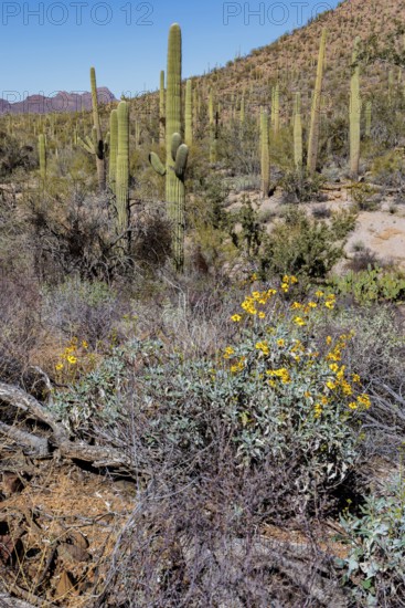 Desert wildflowers and various types of cacti along a trail at the Organ Pipe Cactus National