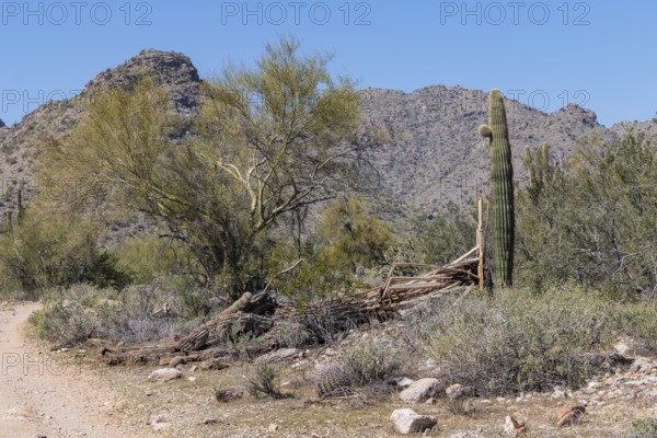 Skeleton of a dead Saguaro (Carnegiea gigantea) cacti at the White Tank Mountain Regional Park in
