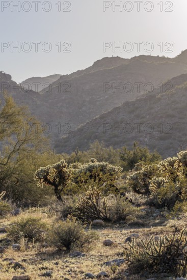 Saguaro (Carnegiea gigantea) cacti backlit by the evening sun at the White Tank Mountain Regional